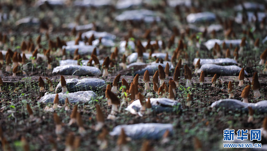 江苏句容：春暖采收羊肚菌 林下种出好&ldquo;钱&rdquo;景