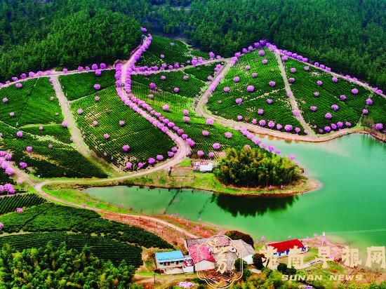 常州溧阳最美茶园樱花茶树交相呼应 每一帧都是美好