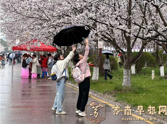 春风化雨时 中国药科大学樱花节拉开序幕6.jpg
