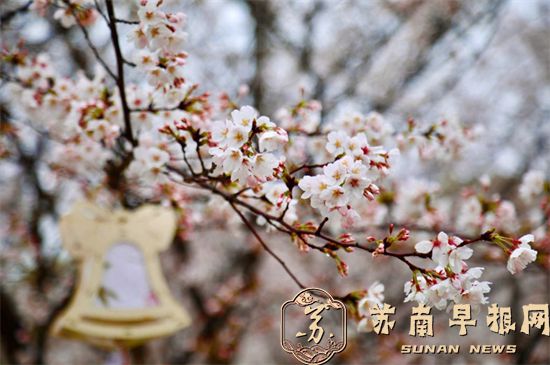 春风化雨时 中国药科大学樱花节拉开序幕