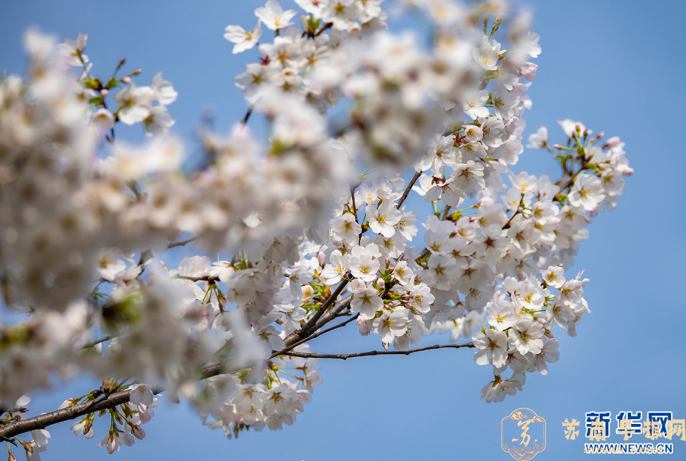 春日限定！南京鸡鸣寺樱花进入盛开期