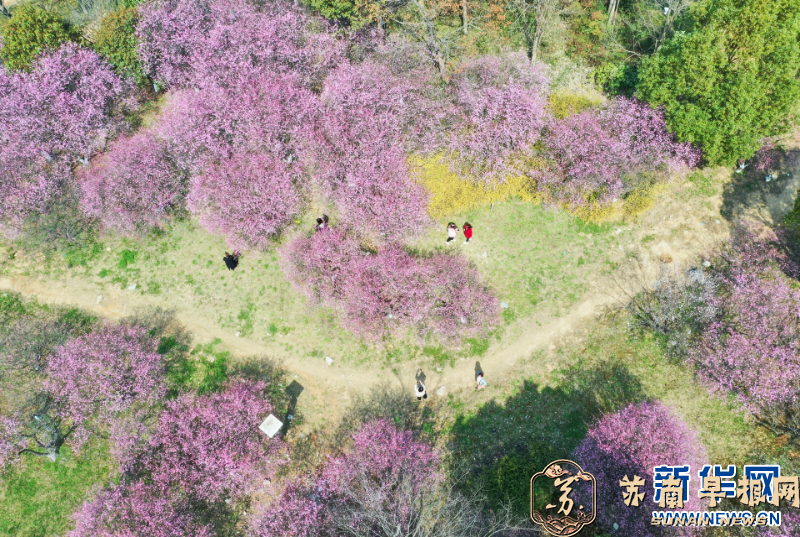 江苏句容：美人梅盛放如画