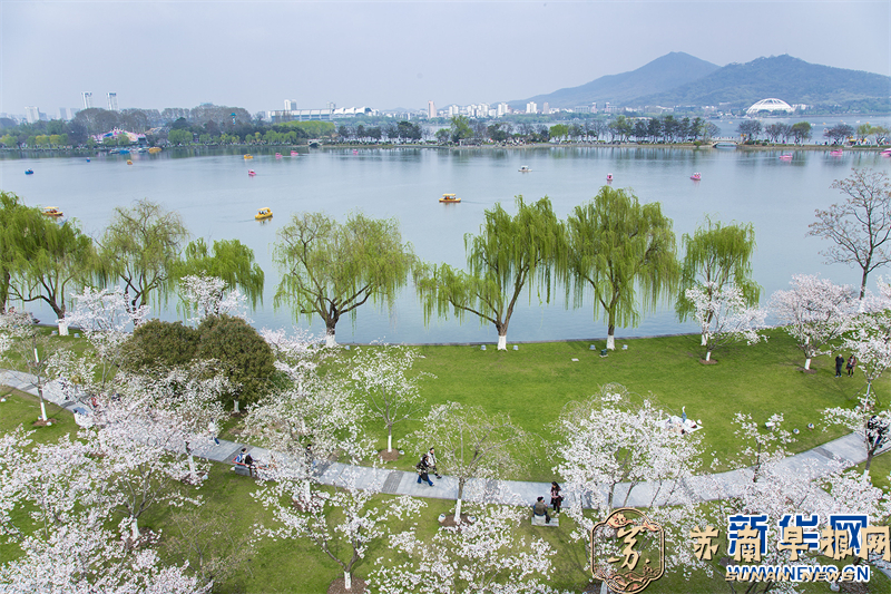 江苏南京：古城墙下樱花美