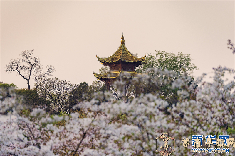 南京：滨江&ldquo;樱花大道&rdquo;带来春日浪漫