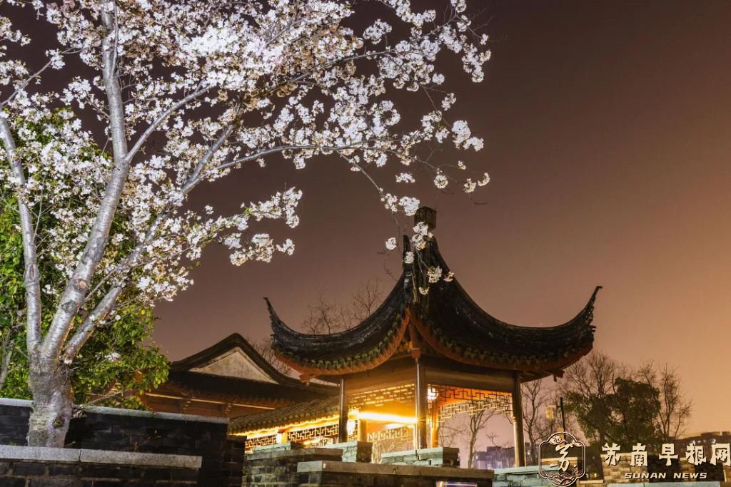 苏州浒墅关：运河之畔樱花绽 