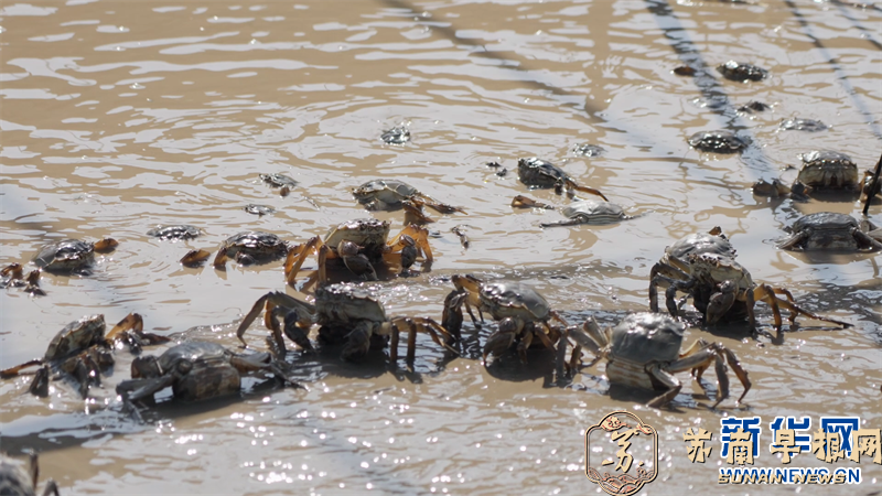 春暖蟹苗投放忙 水上春耕正当时