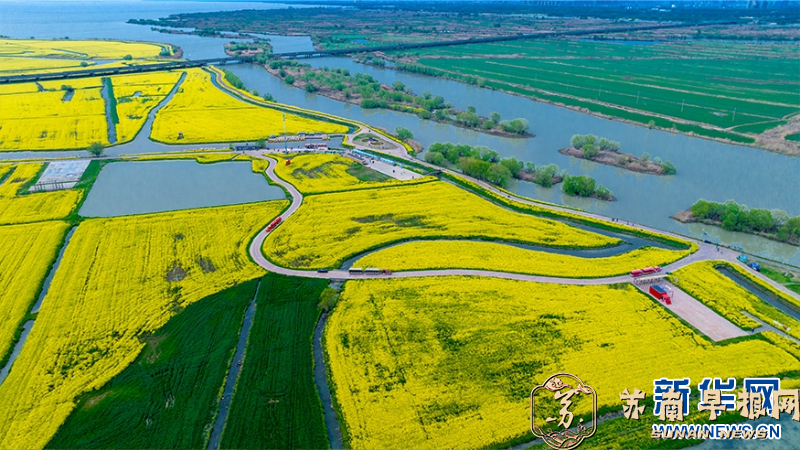 江苏高邮：邂逅高邮湖畔的金色花海