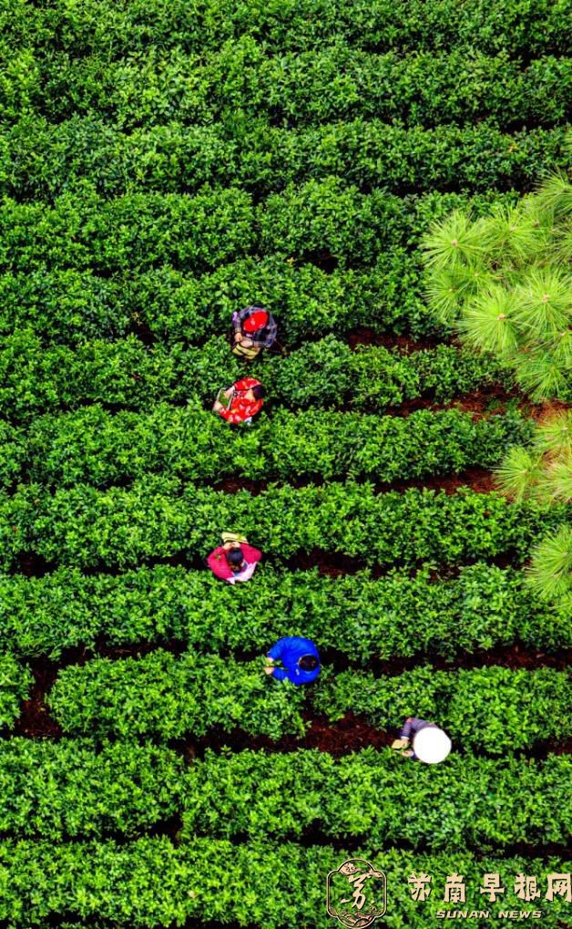 苏州浒墅关：江南春景美，山间采茶忙