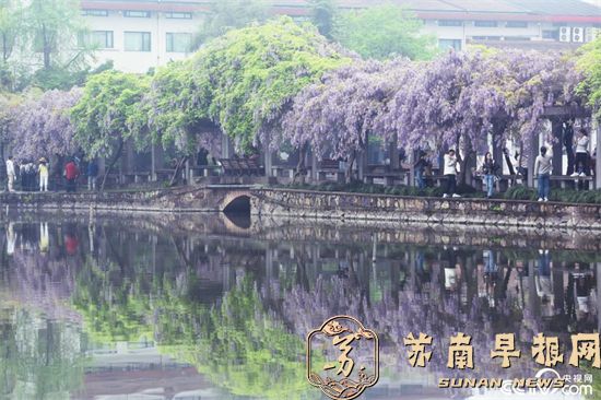 杭州：浙大水上长廊紫藤花盛开