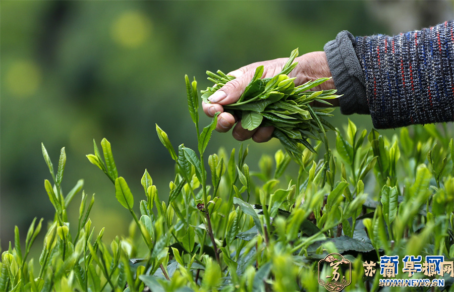 安徽黄山：太平猴魁采摘忙