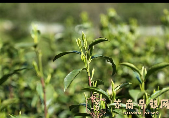 8605392794a8f214a2ecebd32b93a328.png 图片7.png