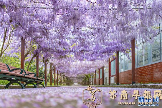 最美四月天！紫藤长廊&ldquo;浪漫&rdquo;上线