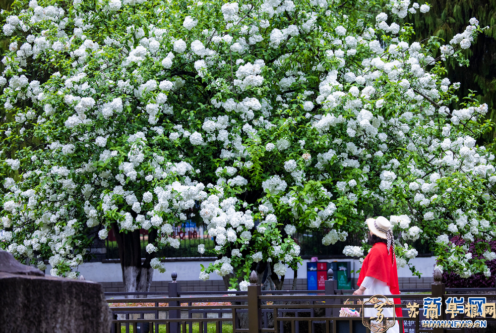 南京：绣球花开惹人醉