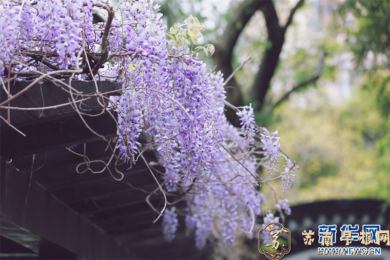 南京：百年紫藤花开如瀑 带来春日浪漫