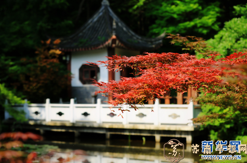 南京栖霞山：&ldquo;春红枫&rdquo;美不胜收