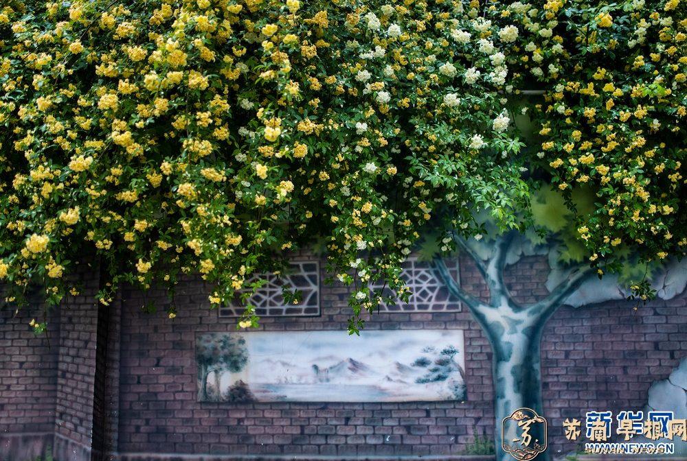 木香花开 藏在小巷里的&ldquo;春天&rdquo;也很美