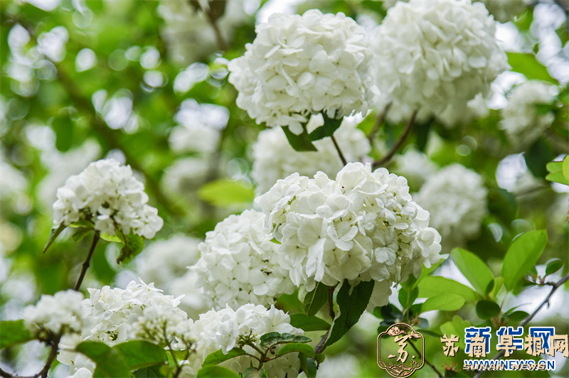 南京：芳菲四月 绣球盛开