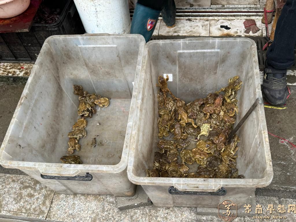 一条街8个摊，&ldquo;农田卫士&rdquo;癞蛤蟆被剥皮贩售！