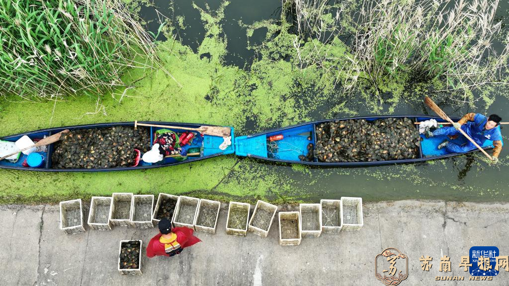 江苏泗洪：暮春时节蚌农忙