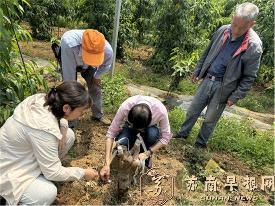 江苏溧阳：标准化建设助推桃产业发展