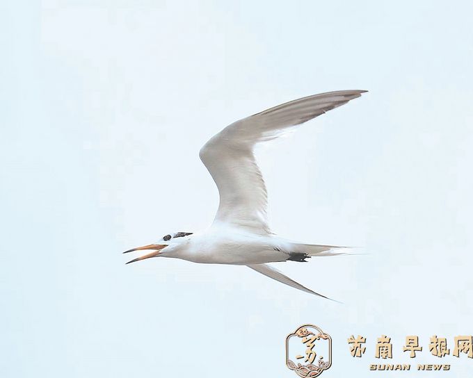 江苏省陆栖脊椎动物名录新增14种鸟类