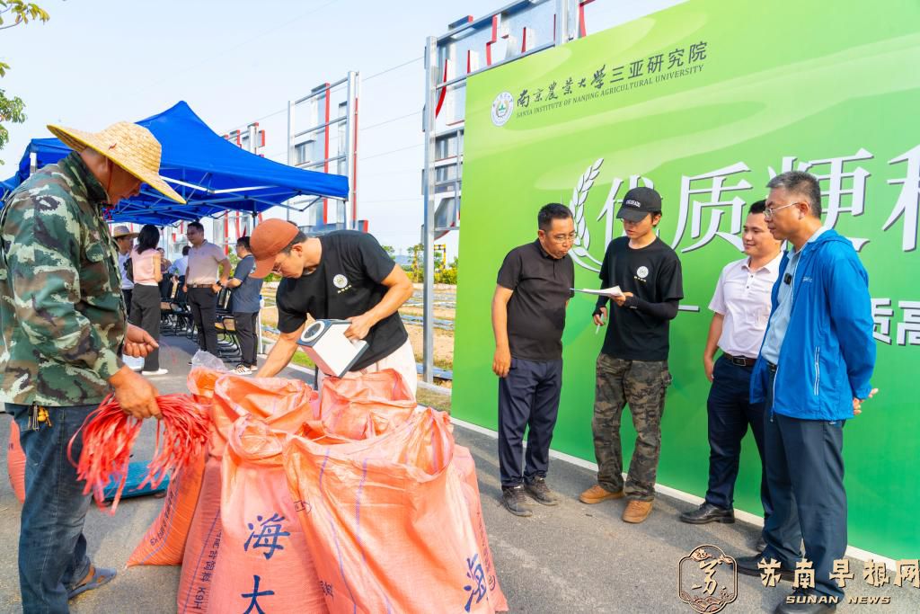 南农万建民院士团队粳稻新品种在海南三亚示范亩产超1100斤