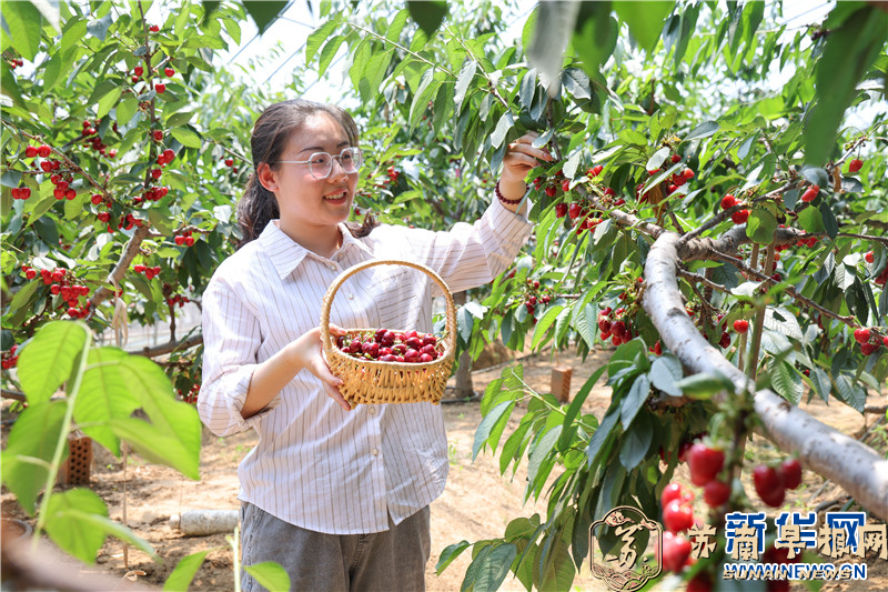 江苏连云港：大棚樱桃熟 游客采摘乐