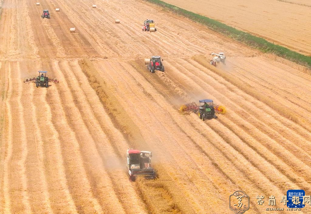 江苏盱眙：三河农场小麦开镰
