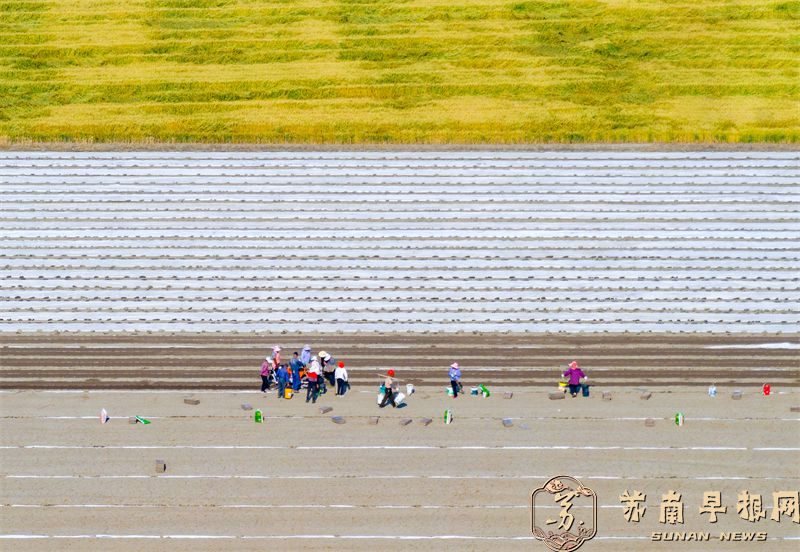 江苏兴化：夏播时节 农田育秧忙