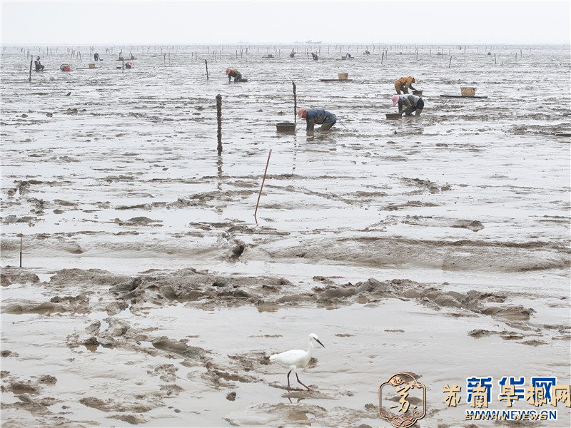 江苏连云港：渔民夏日赶海挖蛏忙