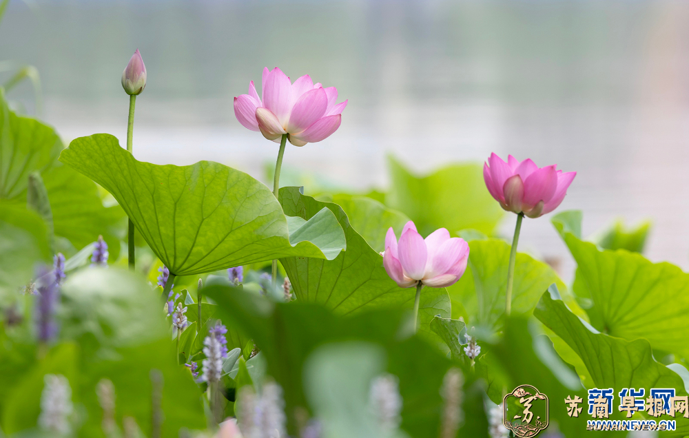 小荷才露尖尖角 初夏赏荷正当时