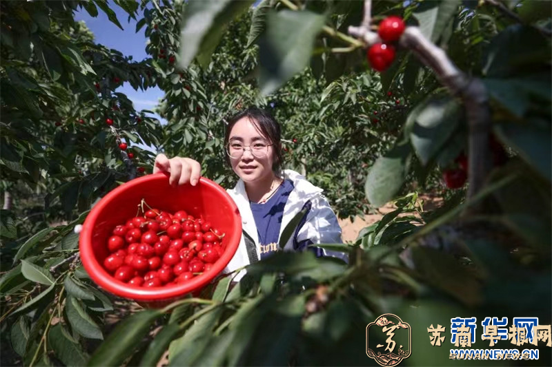 连云港：农家樱桃红 游客采摘乐