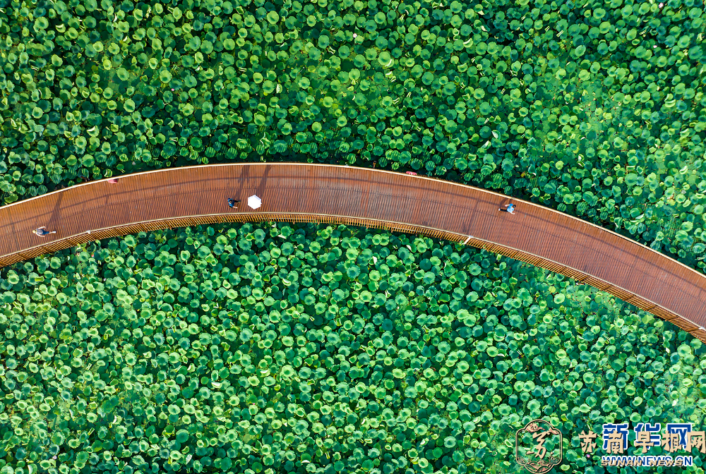 荷叶田田 美在当&ldquo;夏&rdquo;
