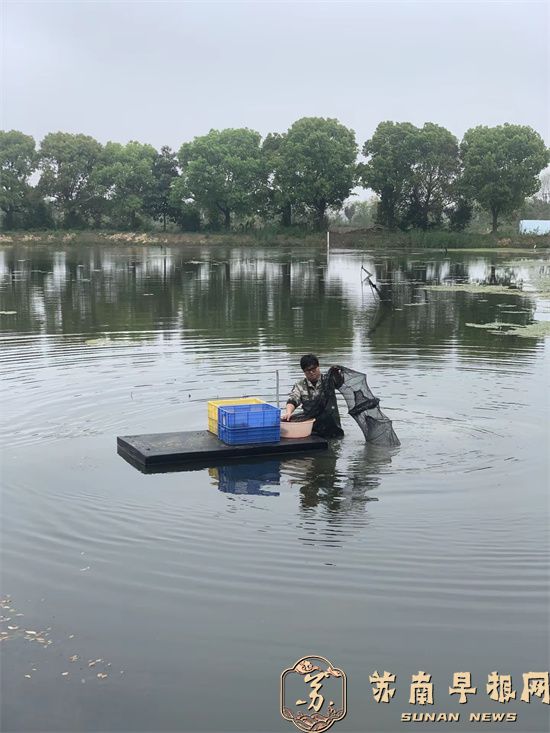 90后&ldquo;新农人&rdquo;经军： 稻田养虾新模式  增产增收两不误