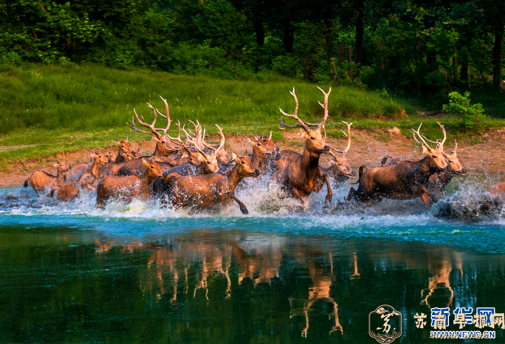 江苏大丰：夏日湿地麋鹿欢