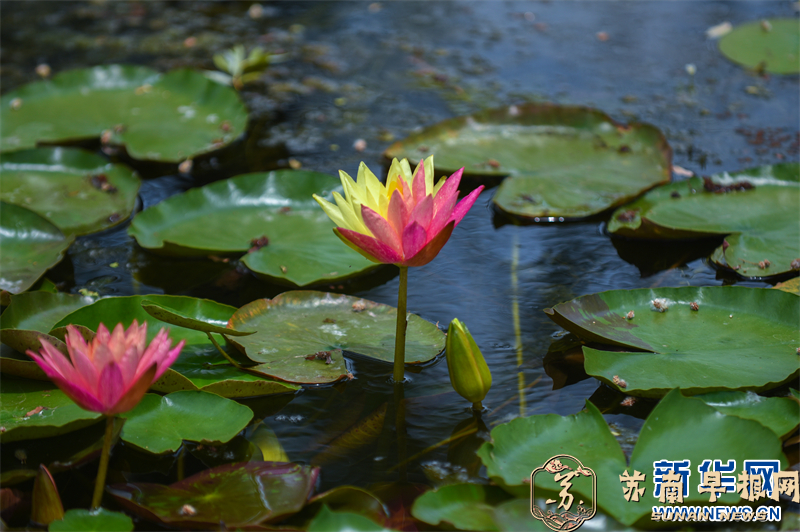 南京：莫愁湖双色睡莲惊艳绽放