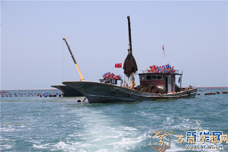 江苏连云港：夏日牡蛎迎丰收