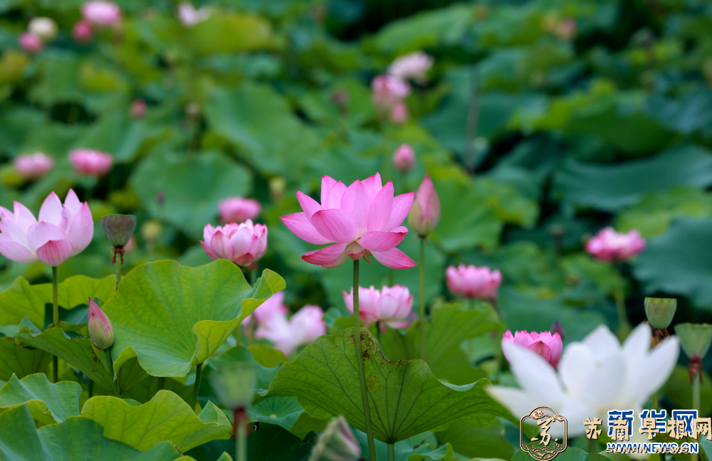 江苏泰州：荷花盛开引客来
