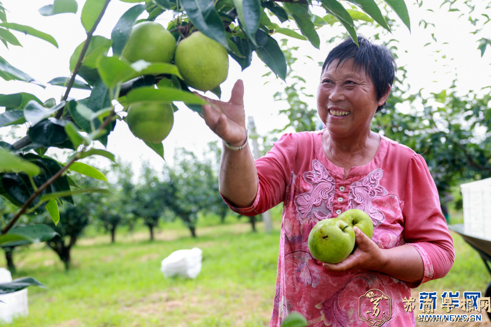 江苏泰兴：早熟梨上市采摘忙