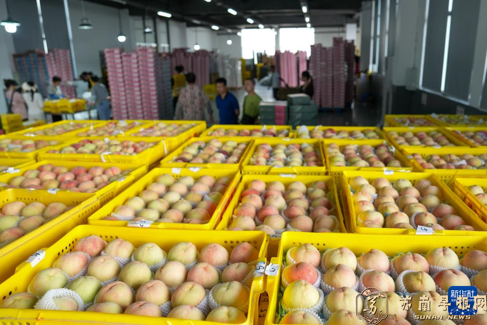 江苏无锡：蜜桃飘香