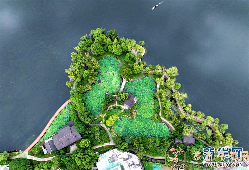 俯瞰南京莫愁湖荷花园：一湖碧玉向云天