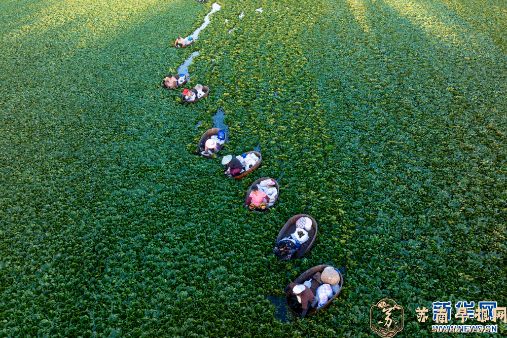 江苏泰州：菱角丰收采摘忙