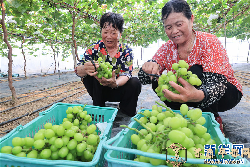 葡萄成熟引客来 甜蜜产业助增收
