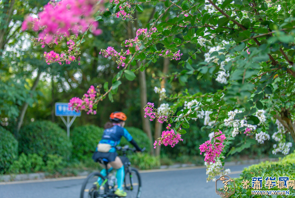 紫薇花意浓 邂逅姹紫嫣红的浪漫