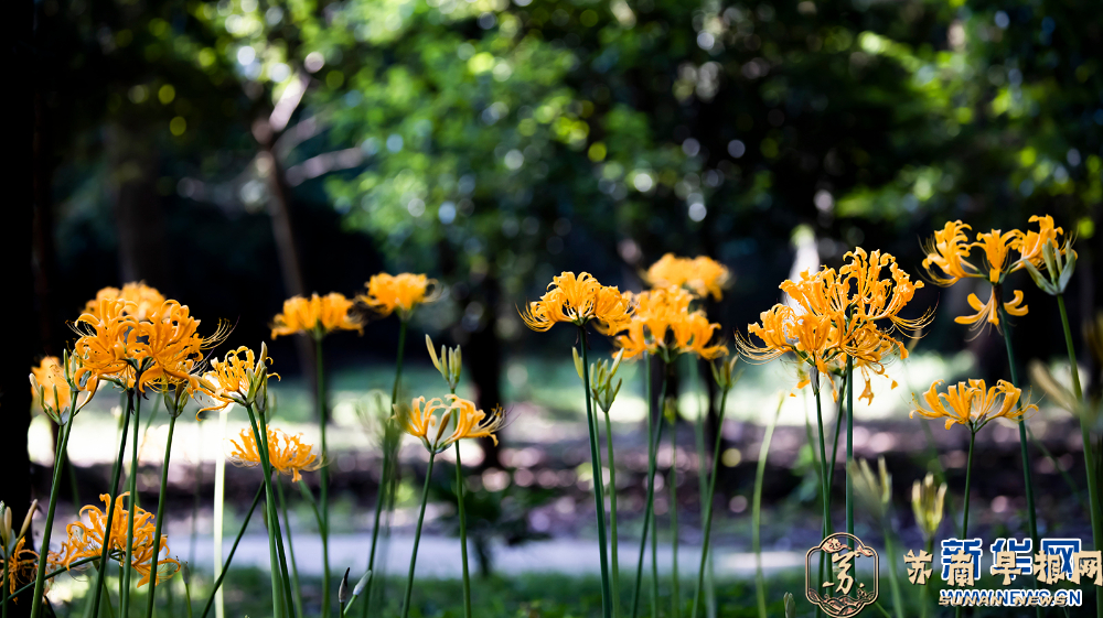 石蒜花开引客来