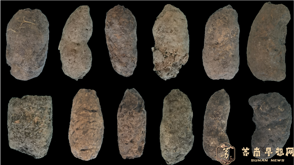 江苏草堰港遗址出土大量7000年前粪便化石