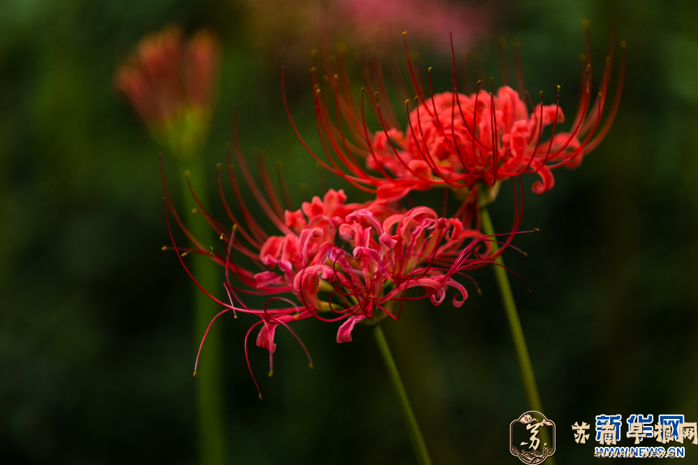 南京玄武湖：红花石蒜迎来盛花期