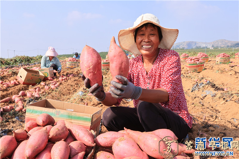 江苏连云港：红薯喜丰收 &ldquo;甜&rdquo;地收获忙