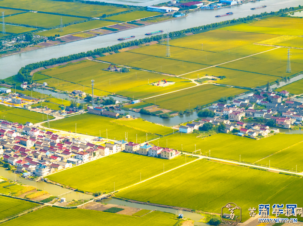 江苏兴化：金色稻田 丰收在望