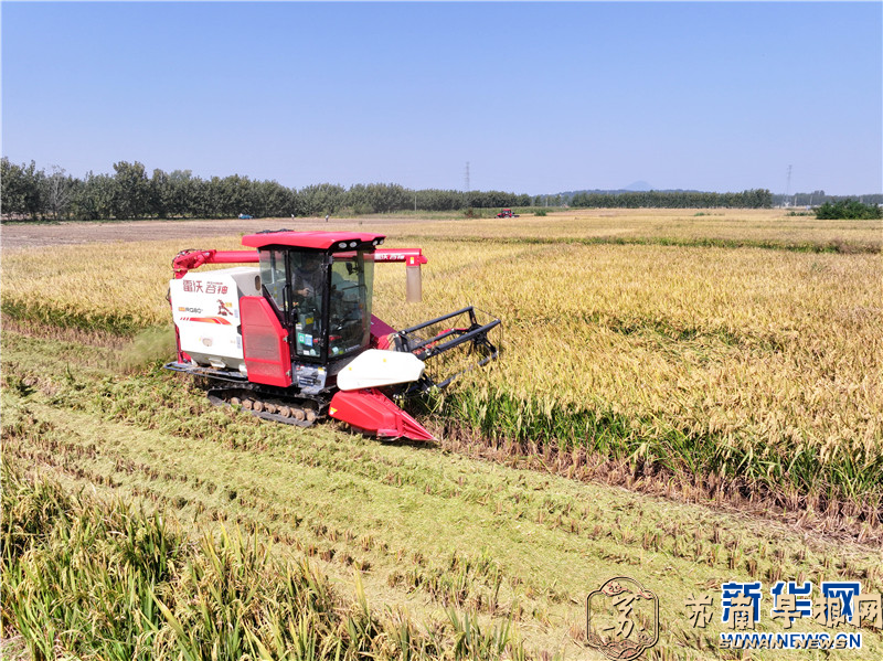 江苏连云港：金秋时节 颗粒归仓